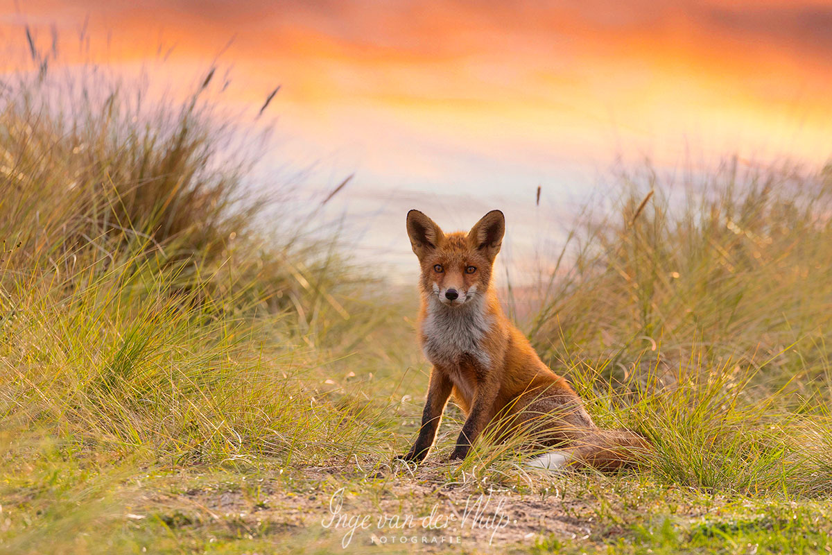 Avond jong- en wildwandeling 11 juli